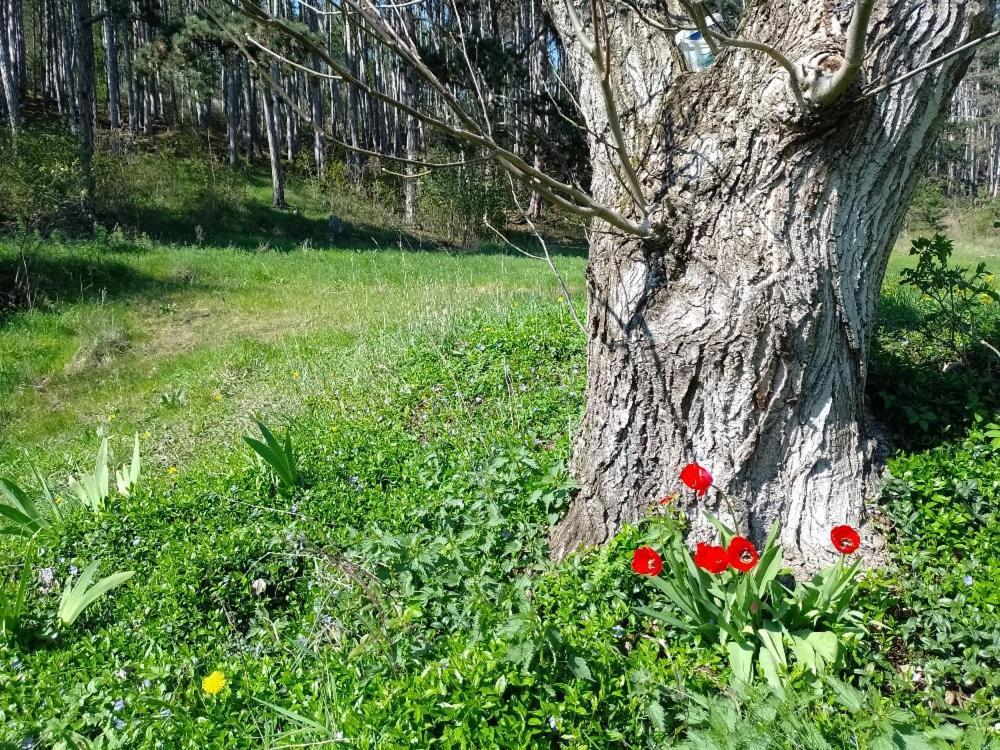 Penzion Litohlavy 17 - Na Samote U Lesa Králŭv Dvŭr Dış mekan fotoğraf